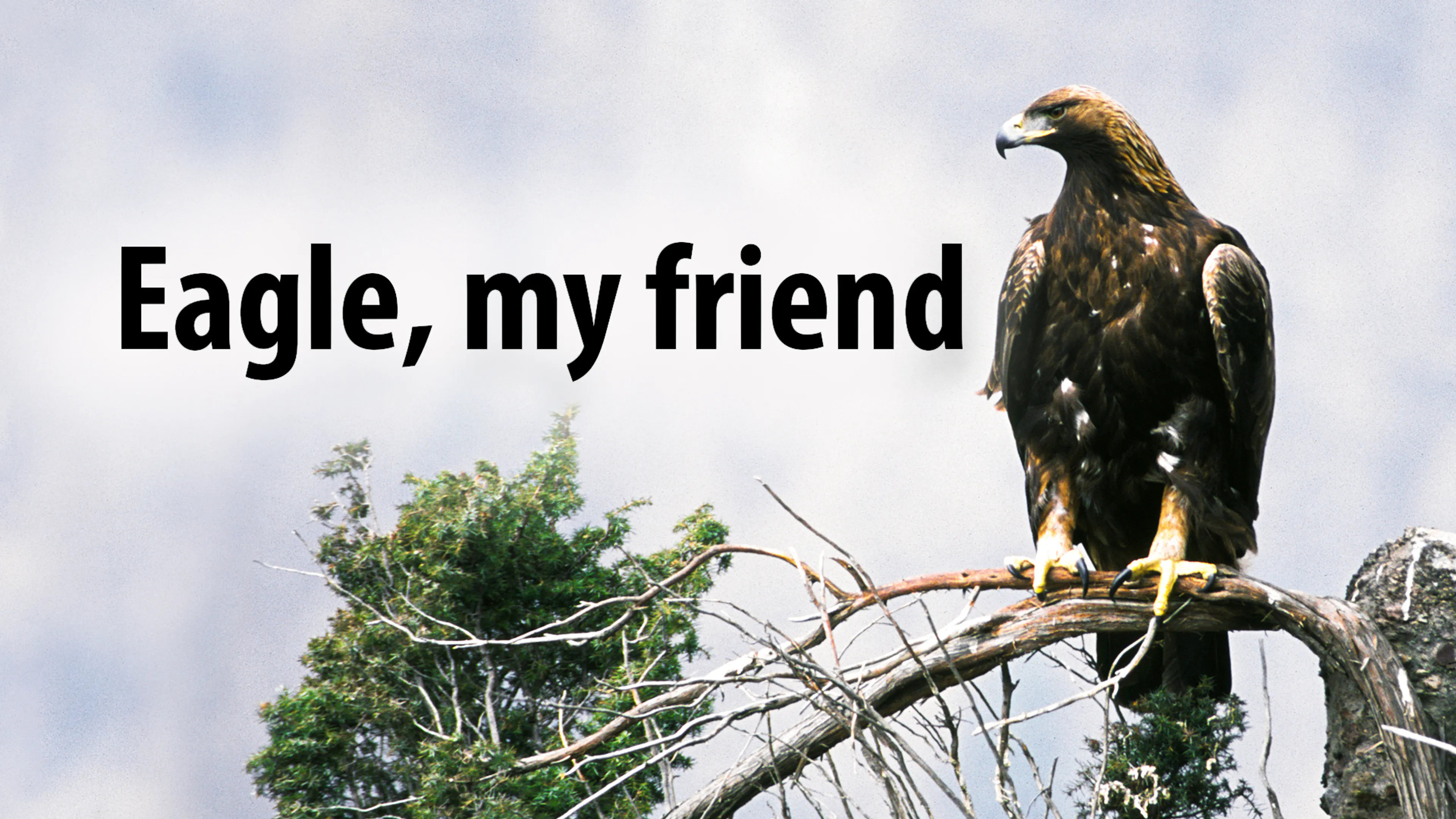 Eagle My Friend poster